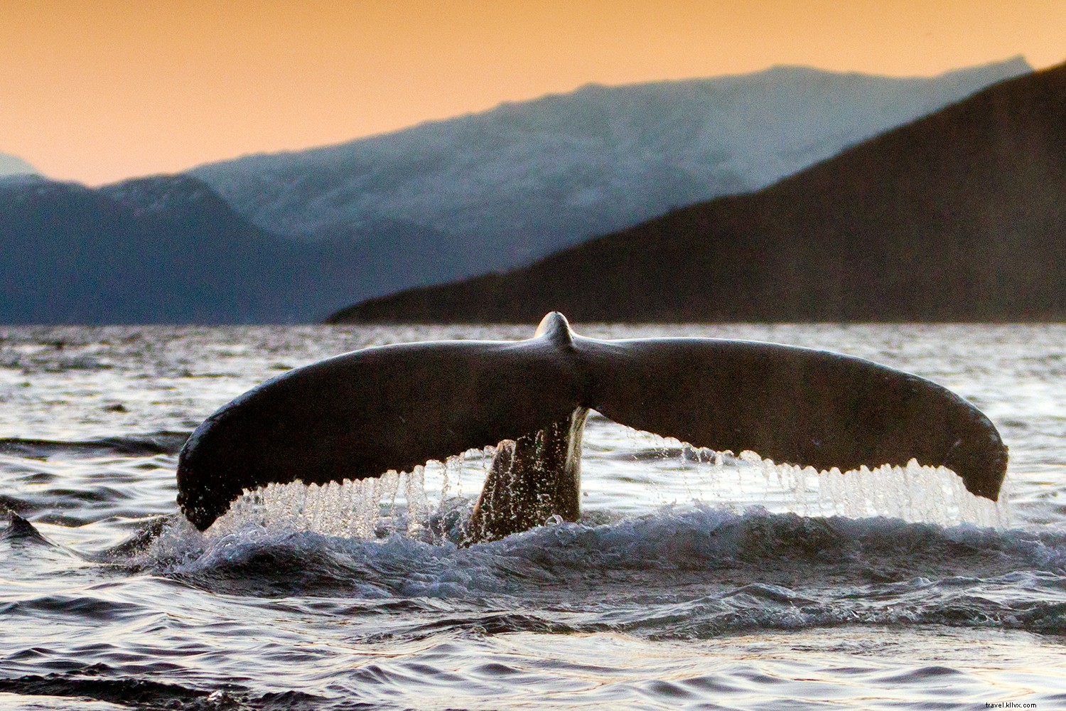 Os melhores lugares para observação de baleias 